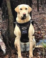 Nellie The Yellow Lab